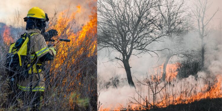 Convocatoria de 340 plazas en el Plan INFOCA para combatir incendios en Andalucía
